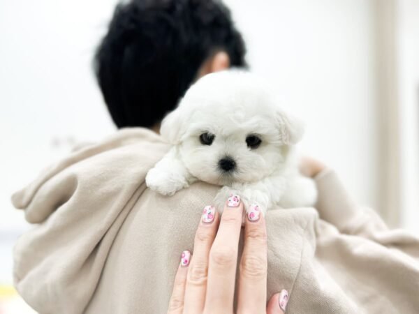 Princess