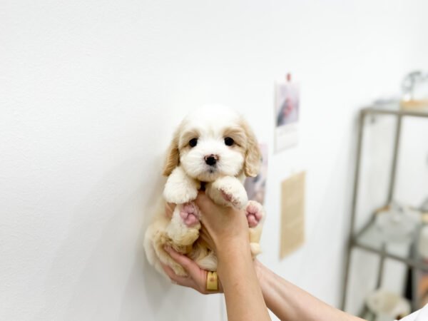 Princess - Image 2