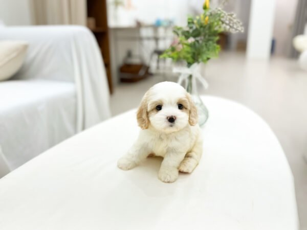 Princess - Image 3