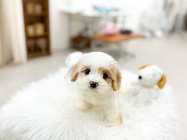 Prince