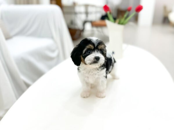 Coco - Image 2
