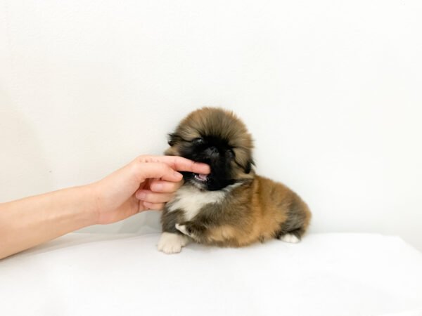 Miso - Image 4