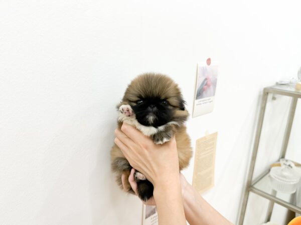 Miso - Image 2