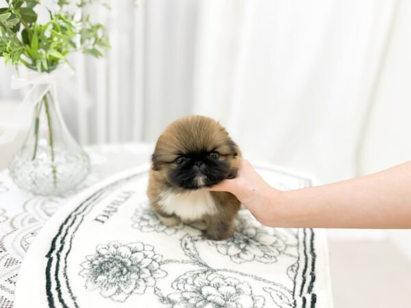 Miso