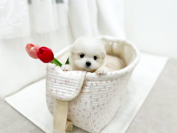 Popcorn - Image 3