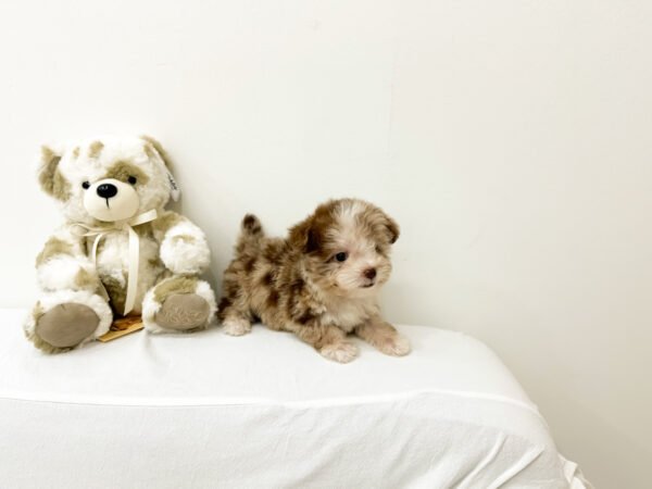 Tigger - Image 4