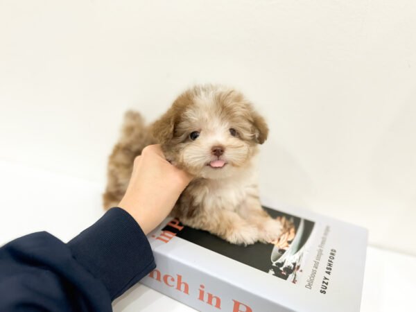 Tigger - Image 3