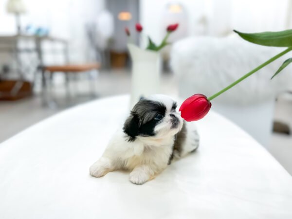 Stitch - Image 4
